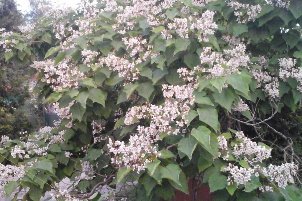Appartamento Aux Nobles Acacias *