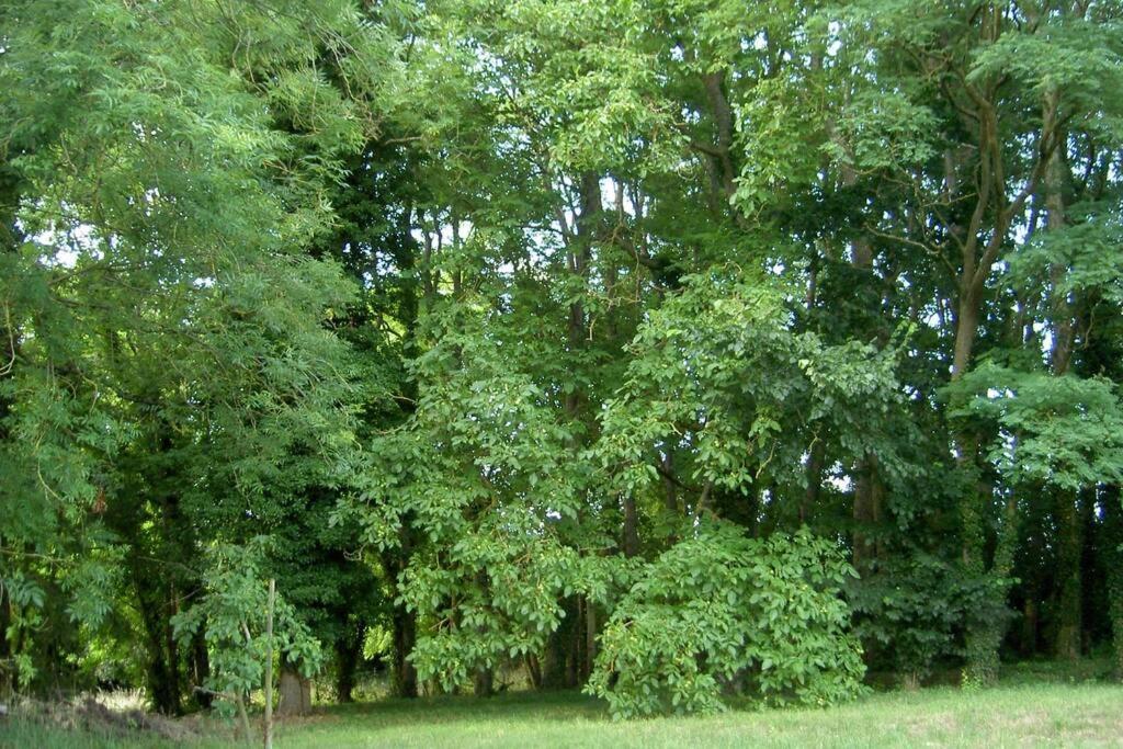 Aux Nobles Acacias